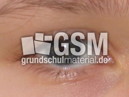 Auge.JPG